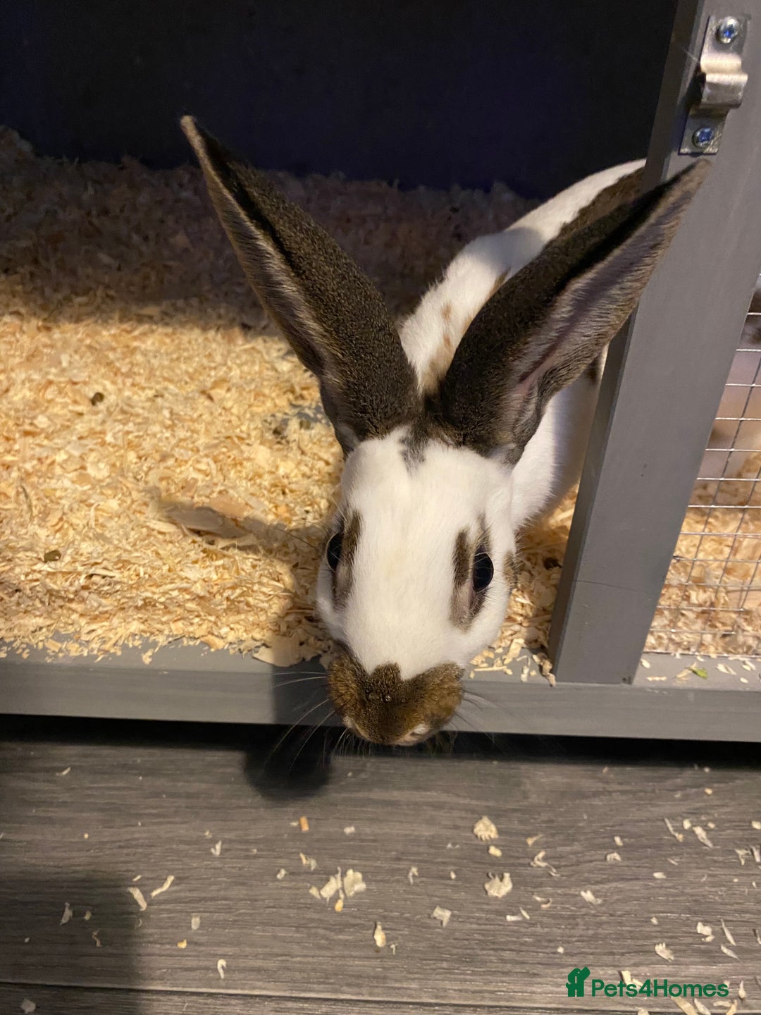 English rabbits for sale: Male  - Advert 4