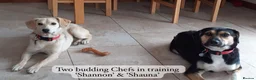 Mixed Breed dogs for adoption: Shannon, 6 months approx, Available for adoption. - Advert 3