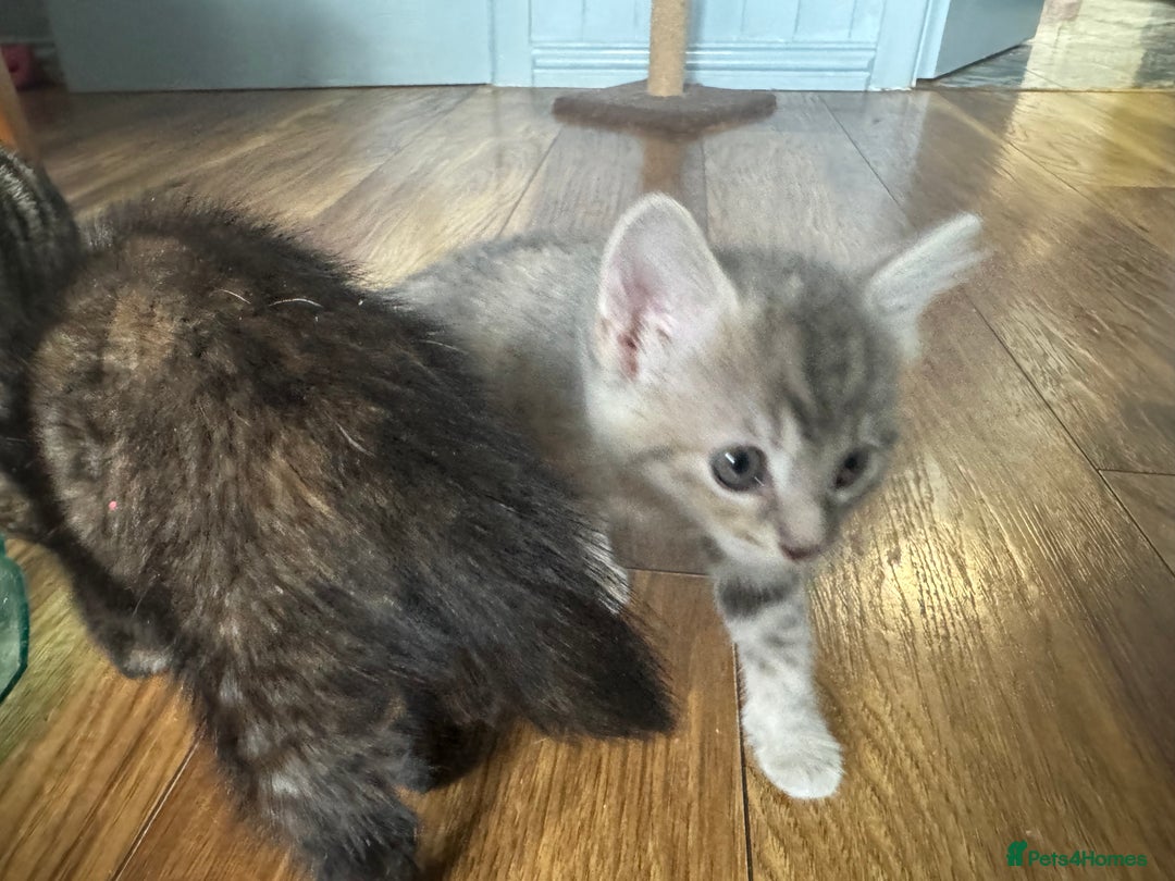 Mixed Breed cats for sale: Kittens (£250-£80) - Image 28