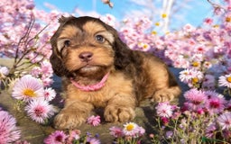 Cockapoo dogs for sale: F1 health clear stunning cockapoos - Image 1