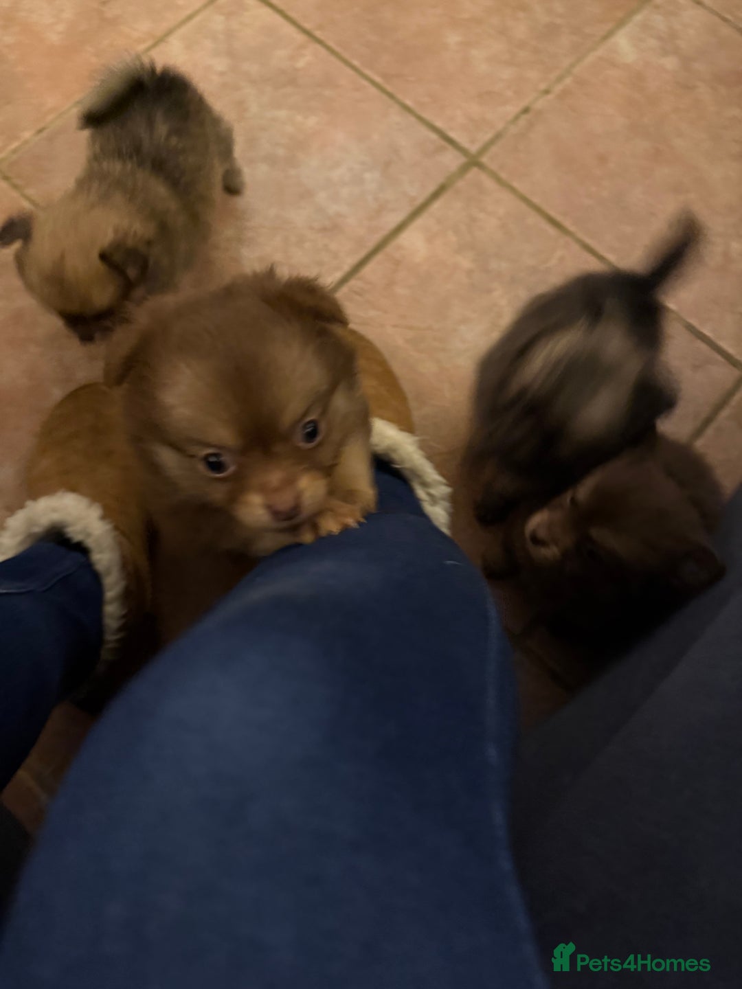 Pomchi dogs for sale: 💙 2 longhair Boys Left 💙 - Advert 10