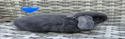 Mini Lop rabbits for sale: Pure bred mini lops - Advert 8