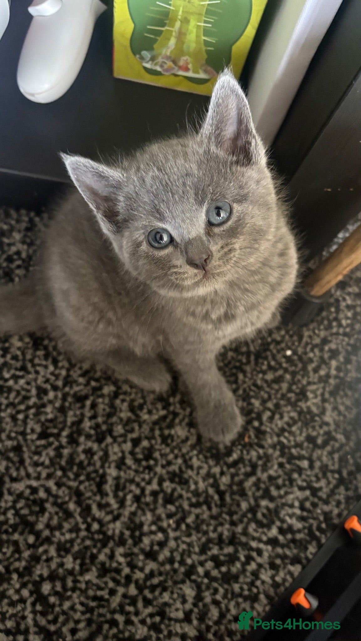 British Shorthair cats Beautiful British shorthairs  - Advert 2