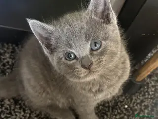 British Shorthair cats Beautiful British shorthairs - Advert 2