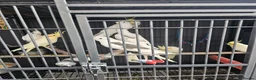 Mixed Breed birds for sale: Hand reard baby's  in Darlington - Advert 8