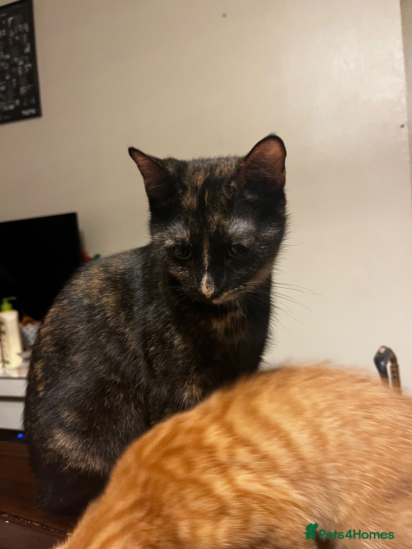 Mixed Breed cats 🐱 4 Kittens & Their Mum Looking for a Loving Home - Advert 1