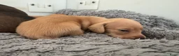 Miniature Dachshund dogs for sale: Long/smooth haired cream/Red Mini Dachshund pups - Advert 15
