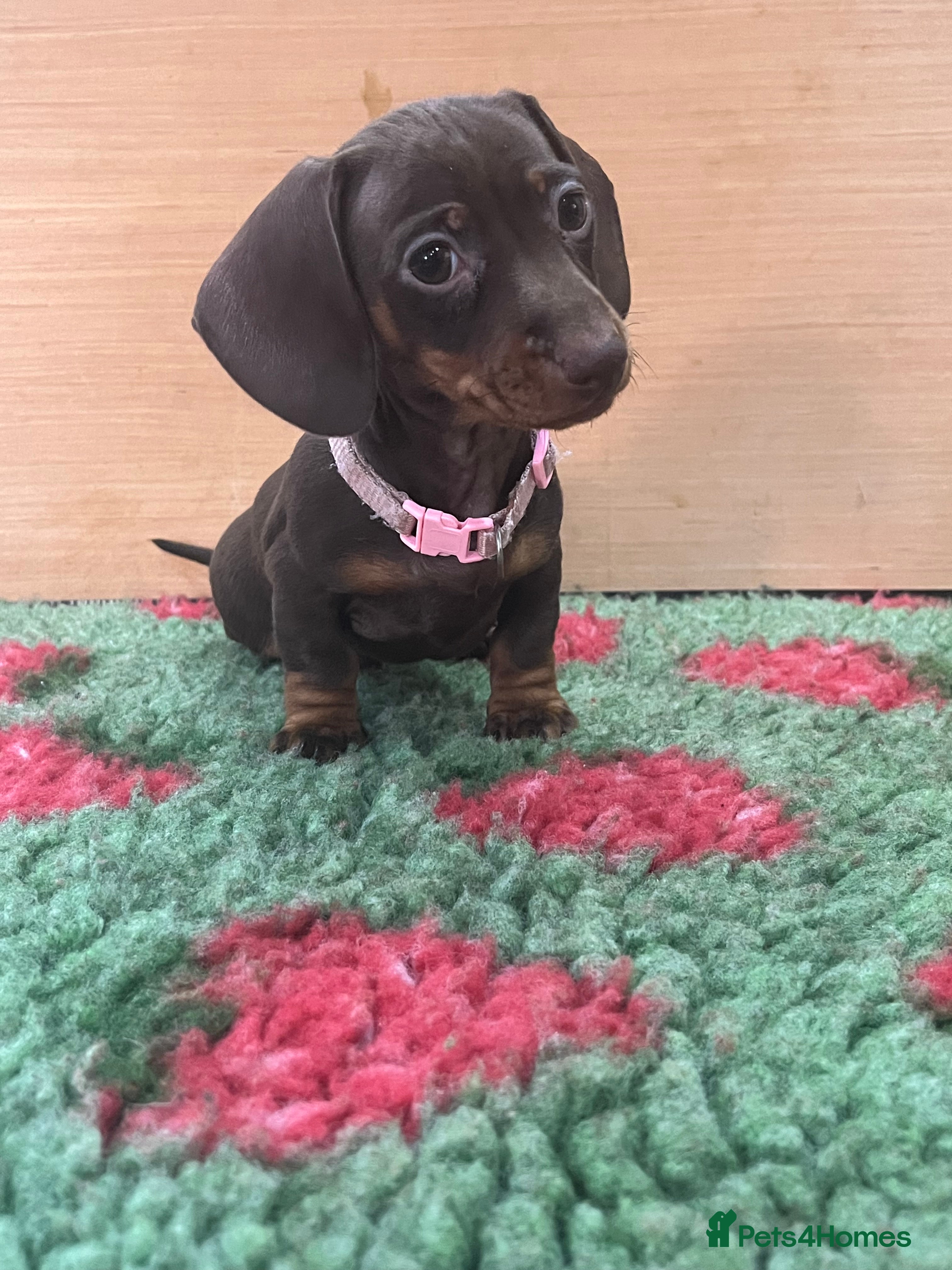 Miniature Dachshund dogs Stunning female dachshund puppy - ready to leave! - Advert 1