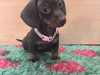 Miniature Dachshund dogs Stunning female dachshund puppy - ready to leave! - Advert 1