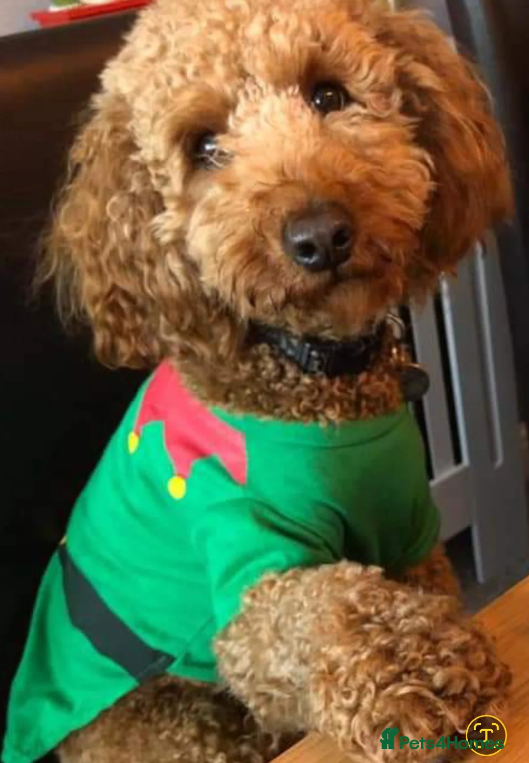 Cockapoo dogs for sale: Stunning Fox Red Cockapoo  - Advert 9