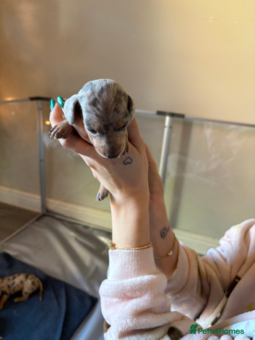 Miniature Dachshund dogs for sale: Miniature dachshund  - Advert 6