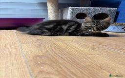 Maine Coon cats for sale: Beautiful Maine Coon kittens for sale - Image 21