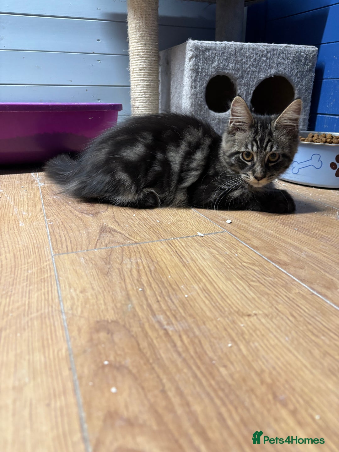 Maine Coon cats for sale: Beautiful Maine Coon kittens for sale - Image 21