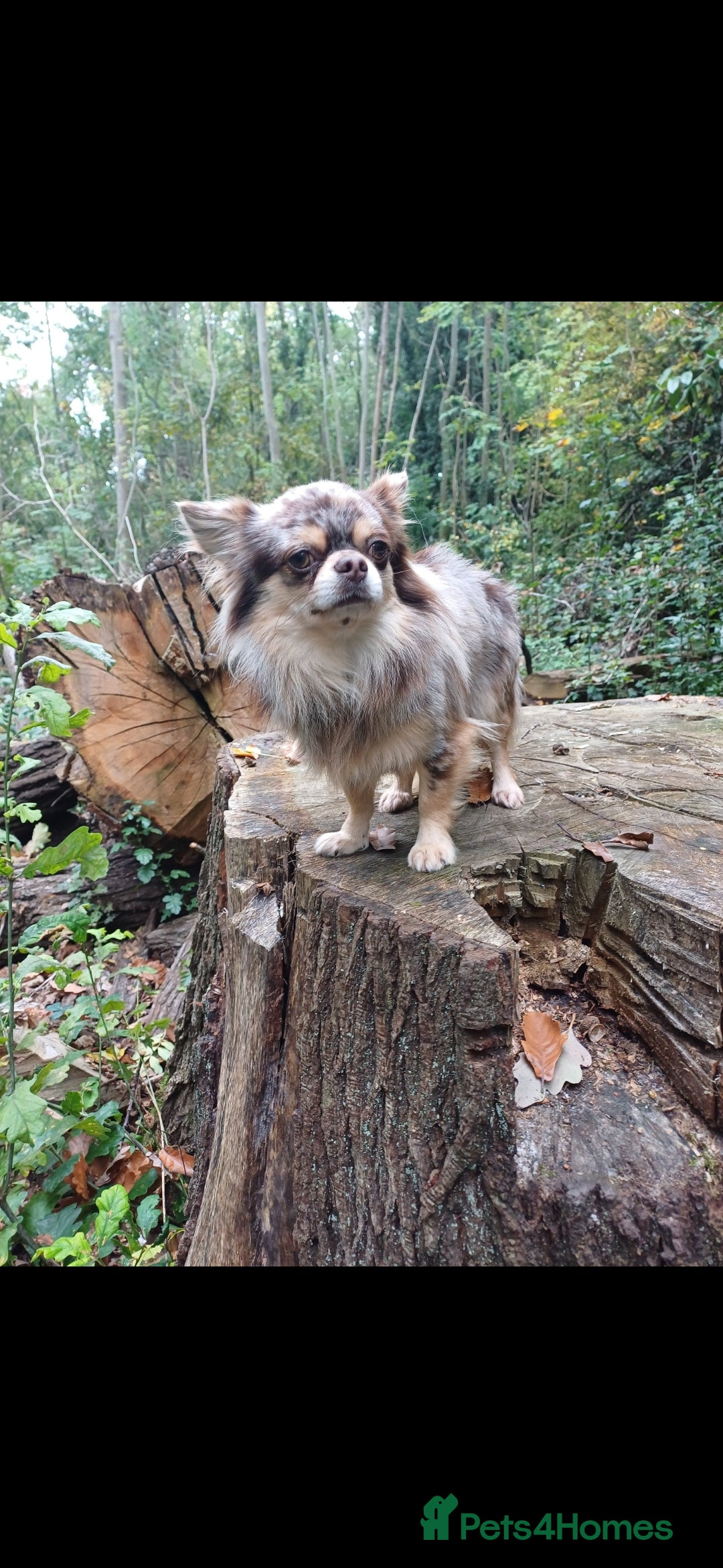 Chihuahua dogs for stud: MARLEY has arrived for stud🏆 k.c merle boy - Image 8