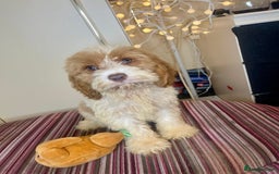 Cavapoo dogs for sale: F1 Cavapoo puppies - Advert 5