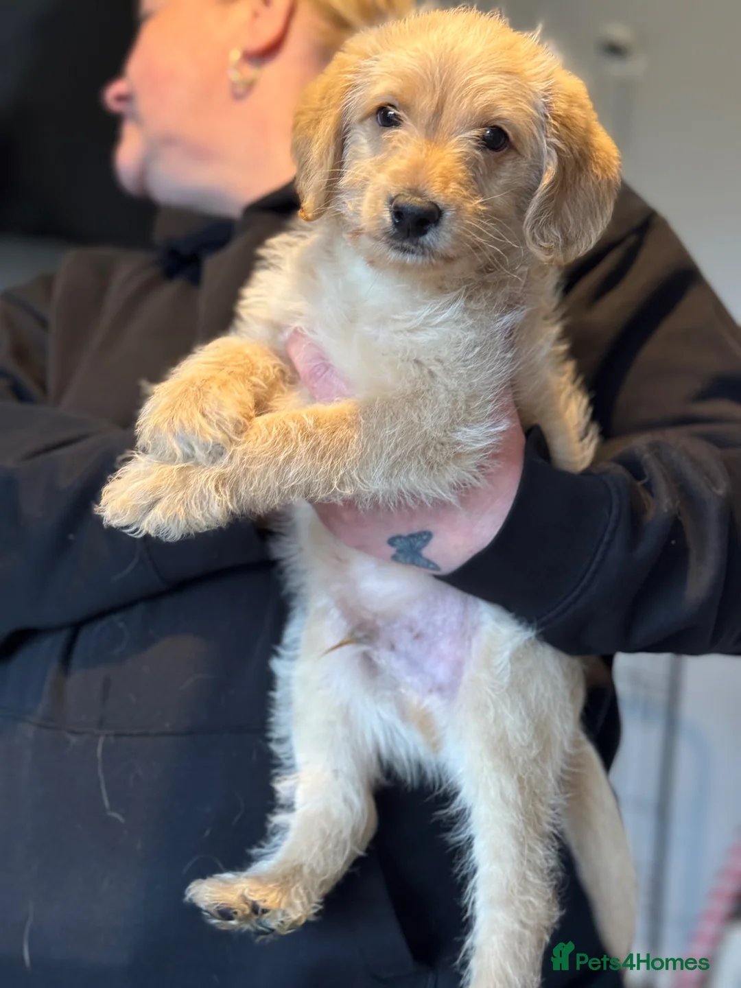 Labradoodle dogs for sale: F1 labradoodle boy  in Cambridge - Advert 1