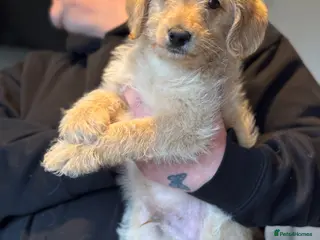 Labradoodle dogs F1 labradoodle boy - Advert 6