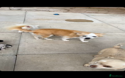Mixed Breed dogs for sale: Chihuahua cross breed pups for sale price £550 - Image 3