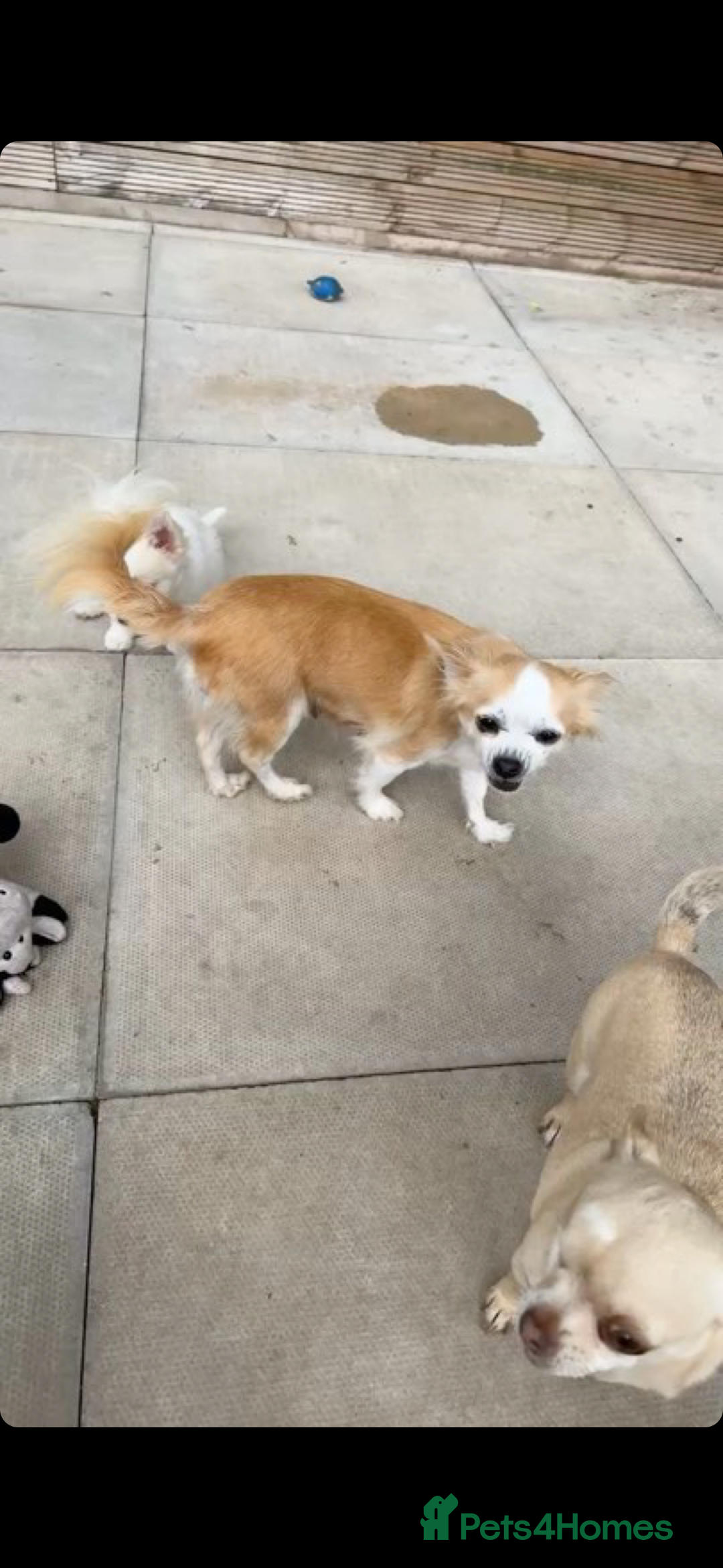 Mixed Breed dogs for sale: Chihuahua cross breed pups for sale price £550 - Image 3