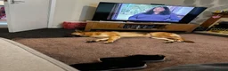 German Shepherd dogs for sale: female german shepherd  in Cannock - Advert 6