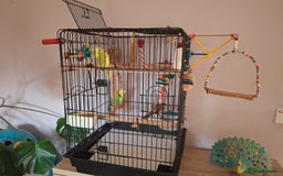 Budgerigars birds for sale: 2 friendly budgies and fully fitted cage - Image 4