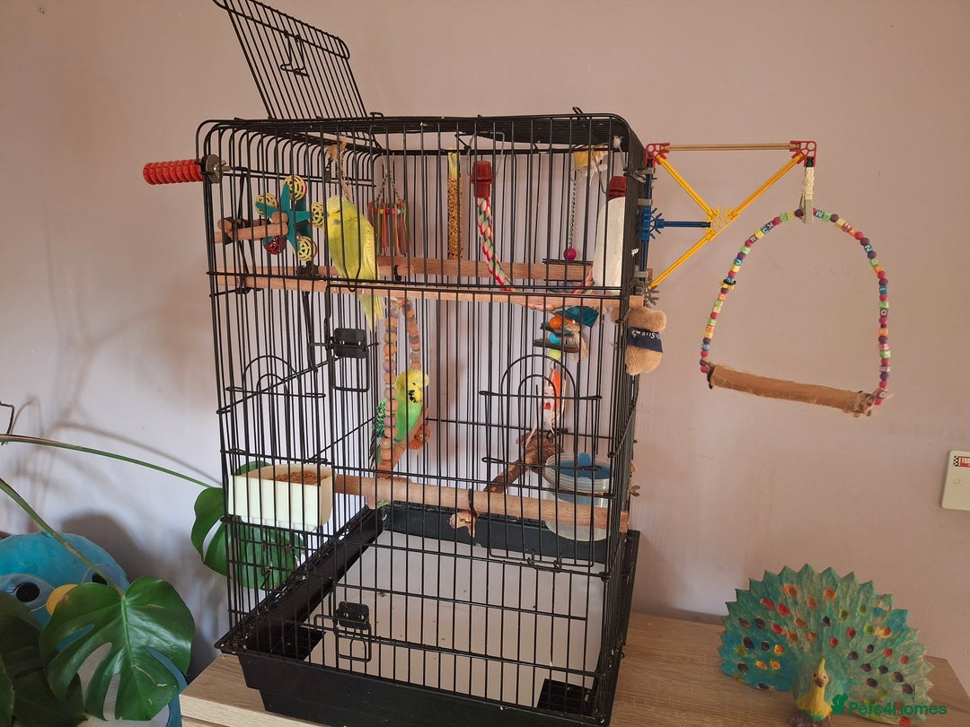 Budgerigars birds for sale: 2 friendly budgies and fully fitted cage - Image 4