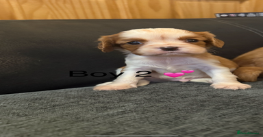 Cavalier King Charles Spaniel dogs - Advert 11