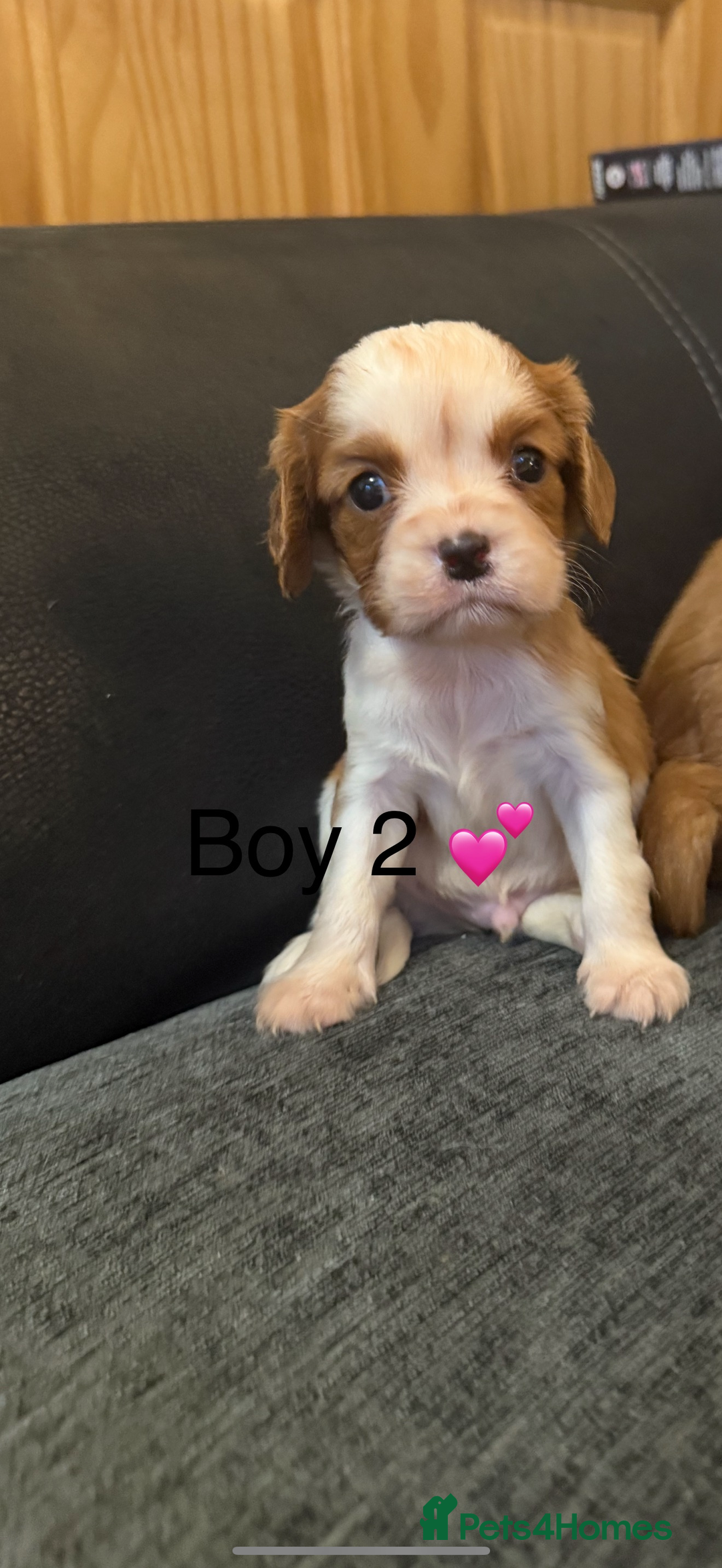 Cavalier King Charles Spaniel dogs for sale: Kc dna clear cavalier puppies available  - Advert 2