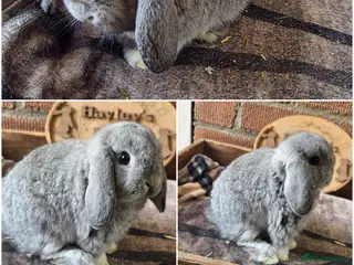 Mini Lop rabbits for sale: Gorgeous pure breed mini lops - Advert 2