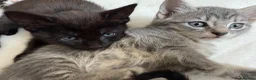 Mixed Breed cats for sale: Kittens - Advert 2