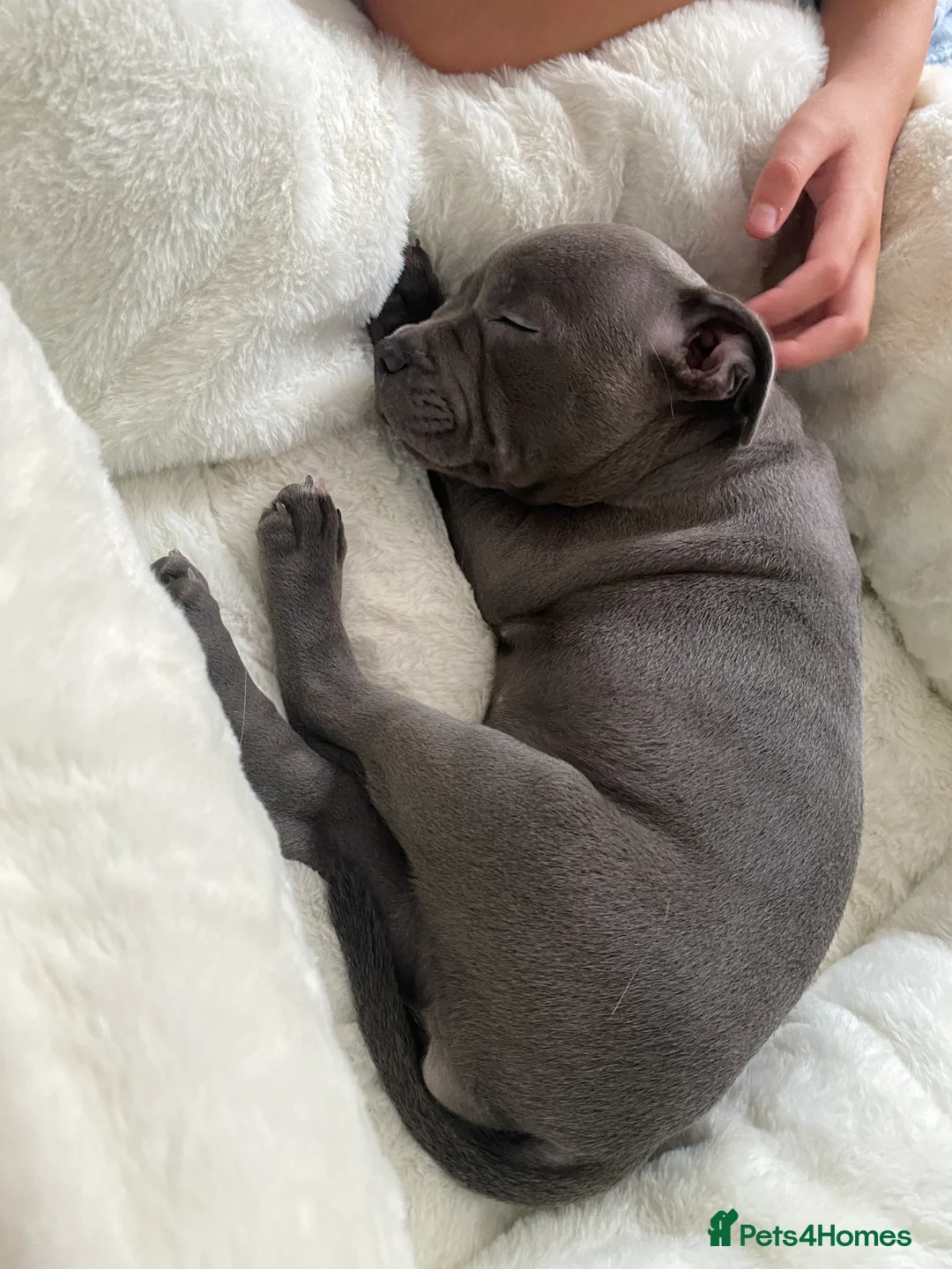 Staffordshire Bull Terrier dogs for stud: 📣THE 🔝 PRODUCING BLACK BLUE GENE CHAMPION IN UK  in Faversham - Advert 19