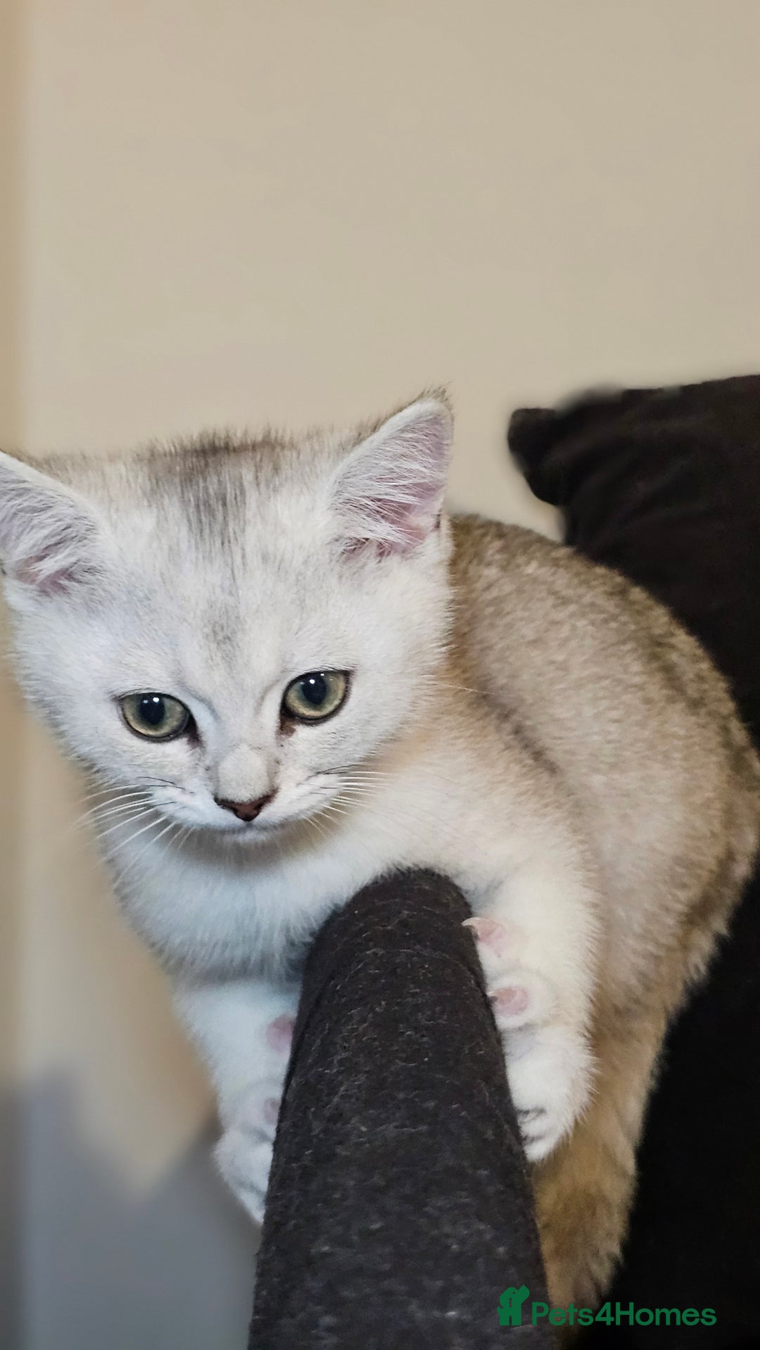 British Shorthair cats for sale: British Shorthair Kittens – Golden & Silver Shaded - Image 21