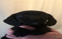 Cockerdor dogs for sale: Beautiful cockerdor puppies - Image 33