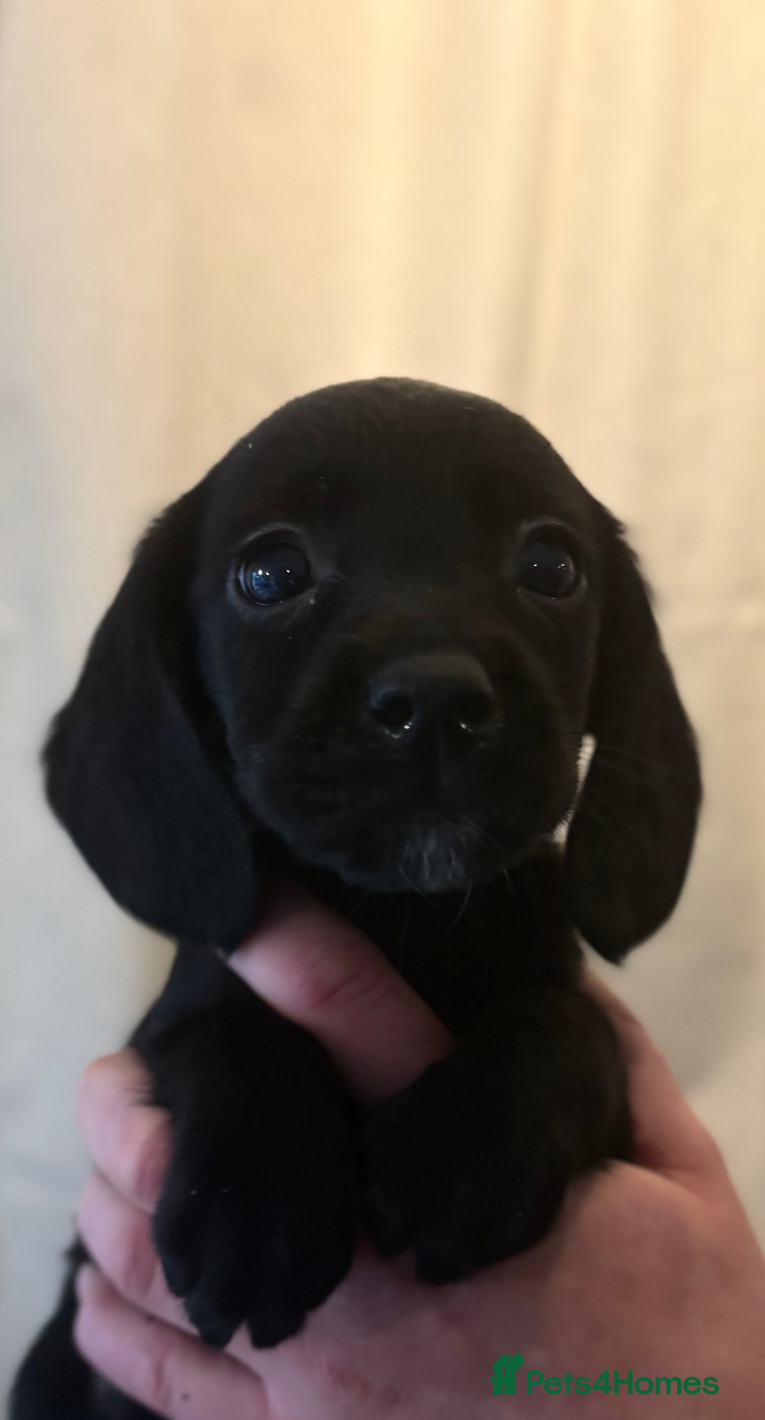 Cockerdor dogs for sale: Beautiful cockerdor puppies - Image 33