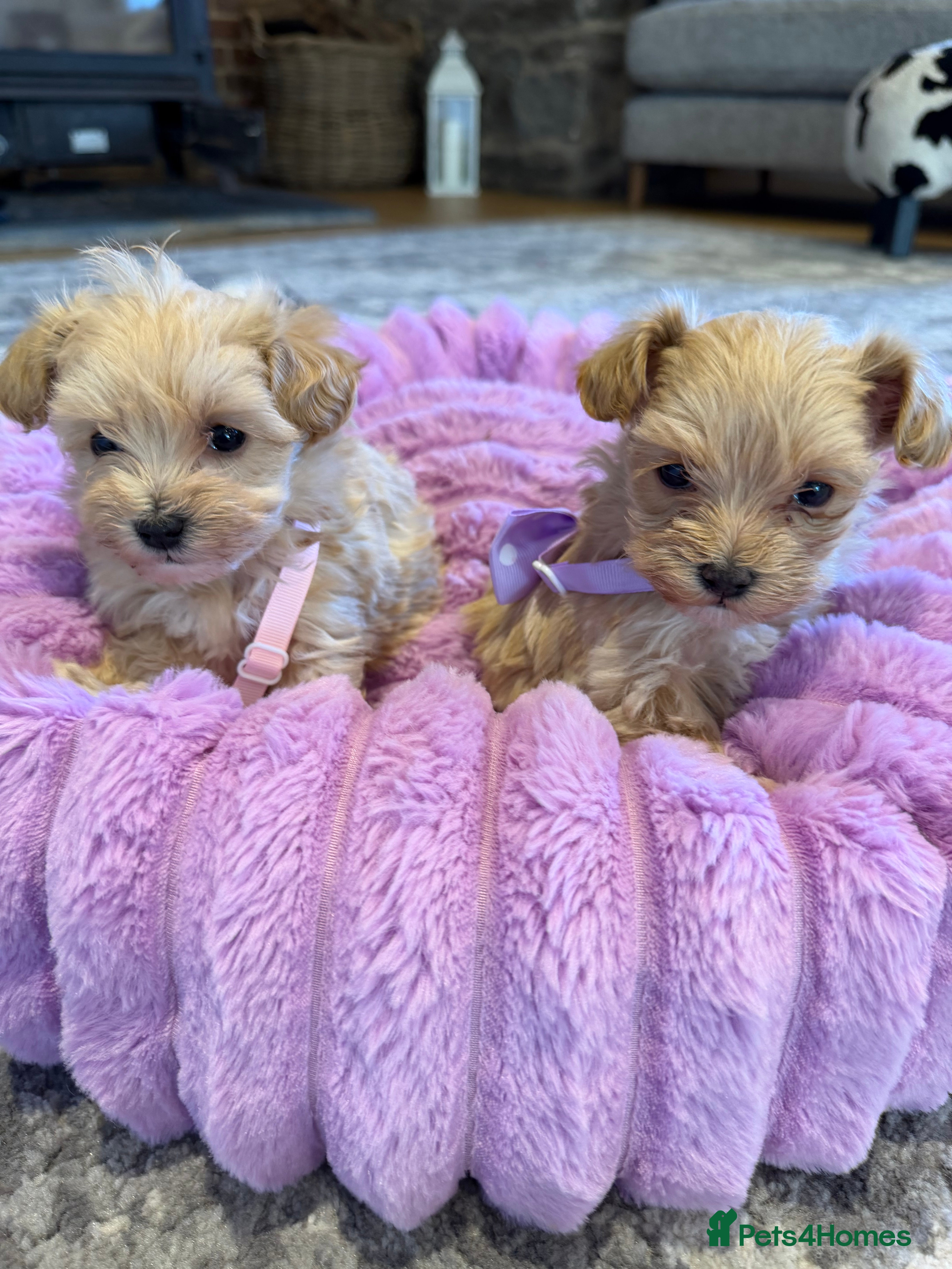 Maltipoo dogs F1 Maltipoo Puppies  - Advert 5