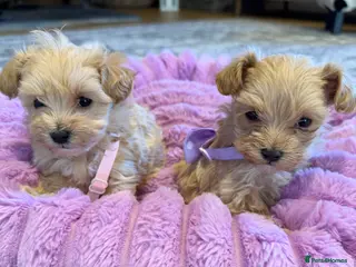 Maltipoo dogs F1 Maltipoo Puppies - Advert 5