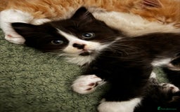 Mixed Breed cats for sale: The cutest Mixed Kittens (all kittens reserved) - Image 4
