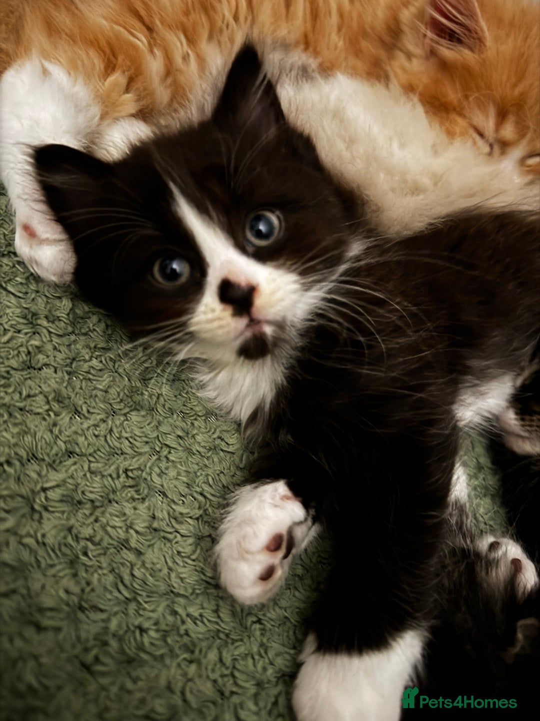 Mixed Breed cats for sale: The cutest Mixed Kittens (all kittens reserved) - Image 4