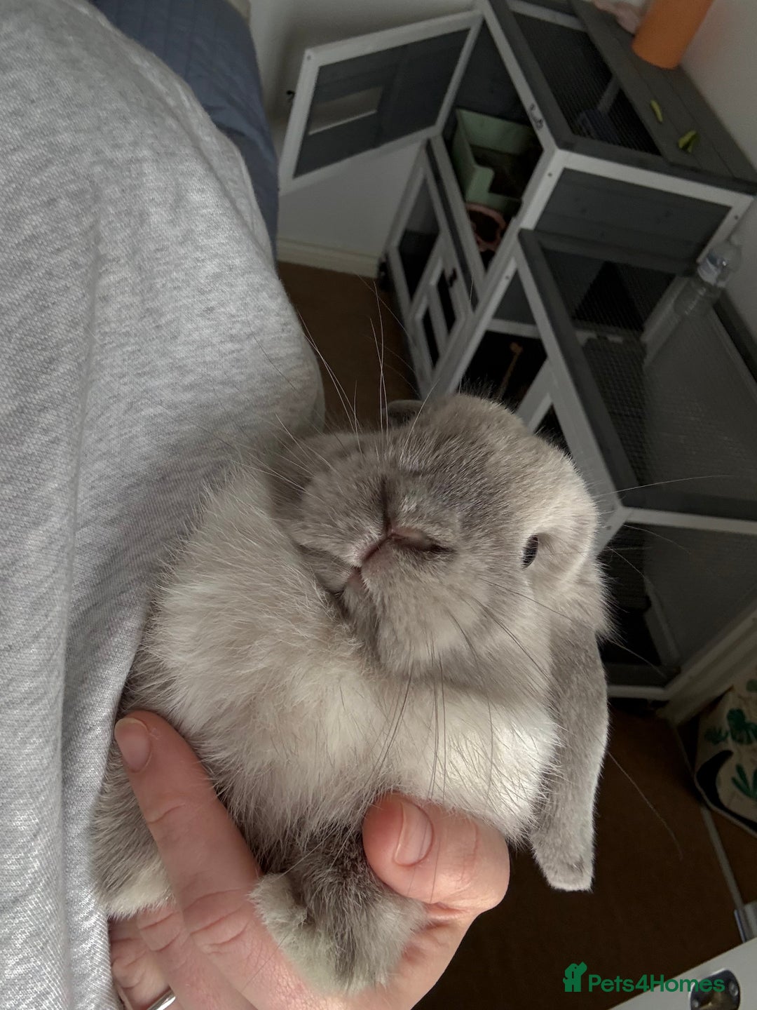 Mini Lop rabbits for sale: Beautiful Mini Lop Bunny - Image 10