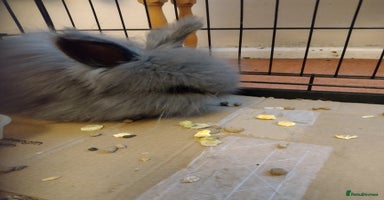 Angora rabbits - Advert 16