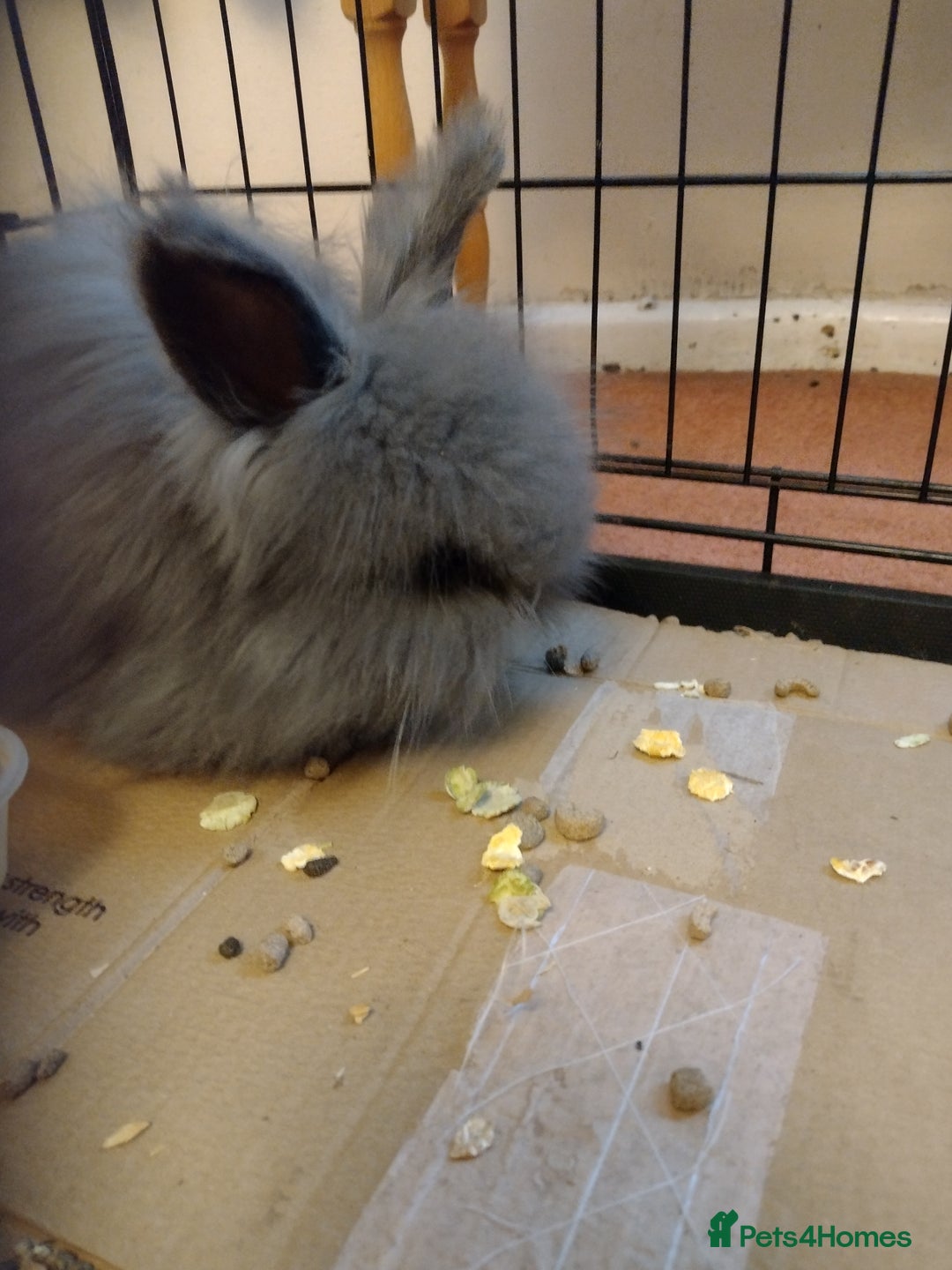 Angora rabbits for sale: Full Face Baby Blue Angora Doe - Image 2