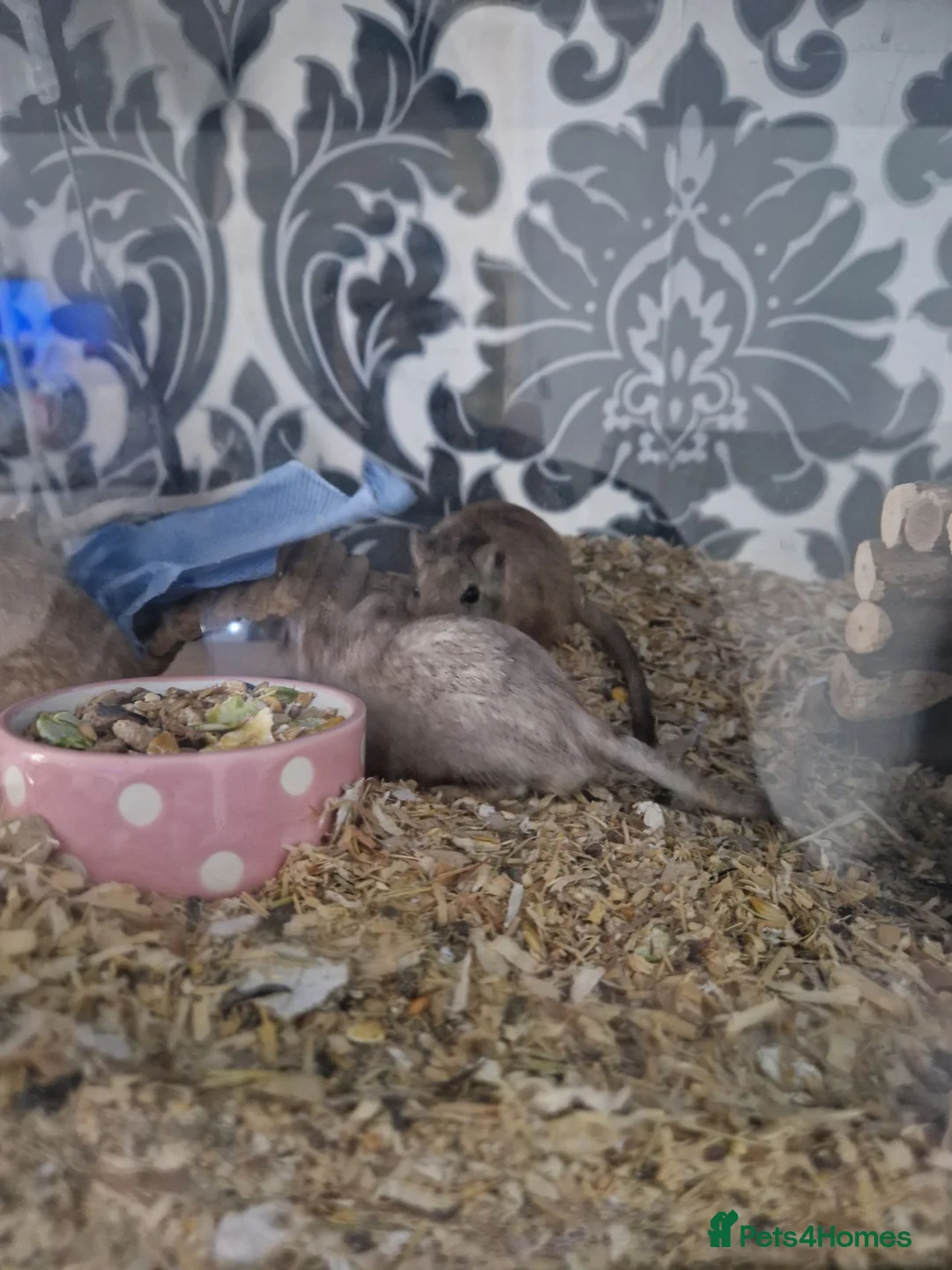Gerbil rodents for sale: Adult and baby Gerbils  in Bradford - Advert 9