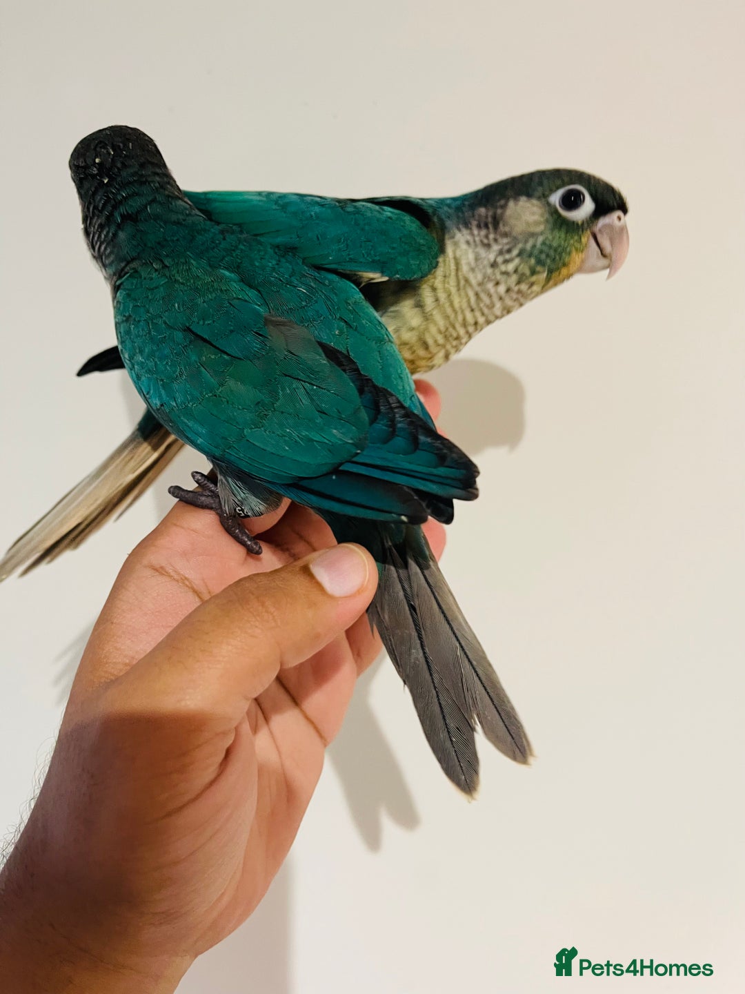 Conures birds for sale: Hand reared conures for sale - Image 2