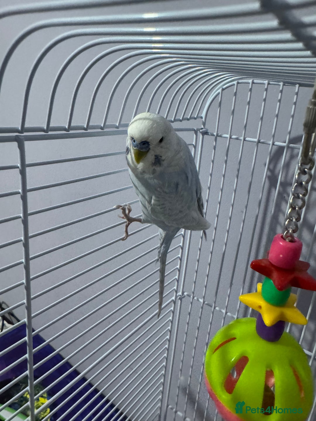 Budgerigars birds for sale: Beautiful Blue Boy  - Advert 2