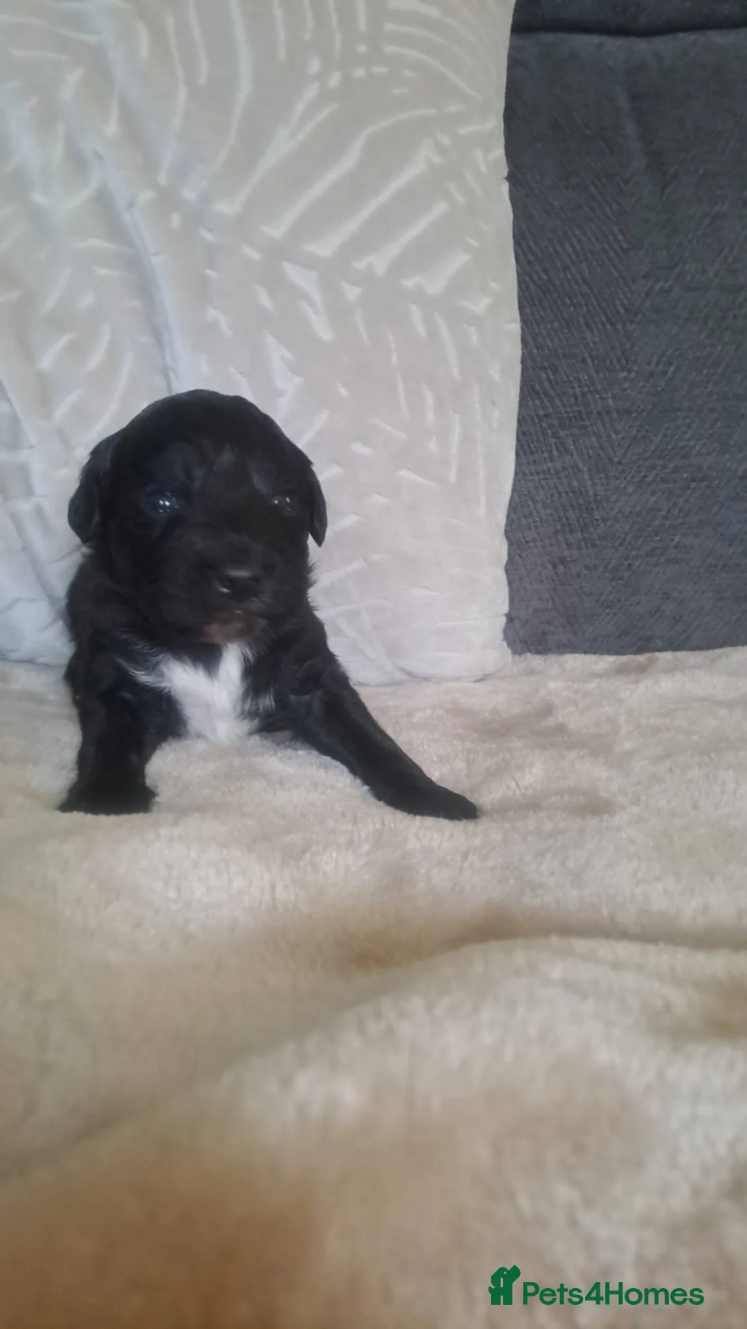 Cockapoo dogs for sale: Beautiful cockapoos - Advert 4