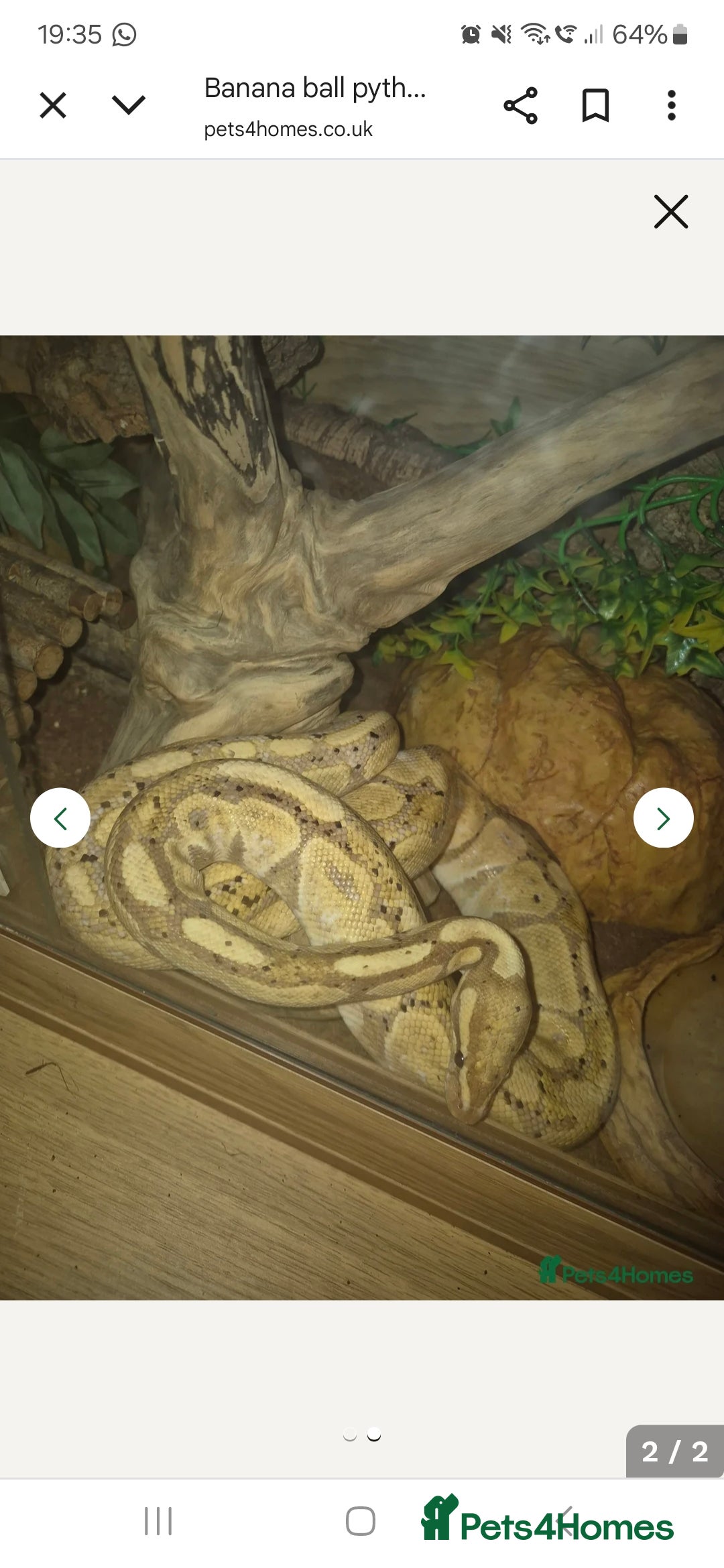 Python Snake reptiles Banana ball python - Advert 13