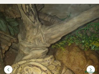 Python Snake reptiles Banana ball python - Advert 1