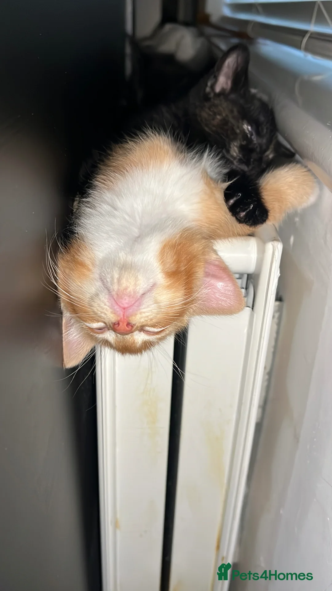 Domestic Shorthair cats for sale: Adorable Sibling Kittens for Sale–Must Go Together - Advert 18