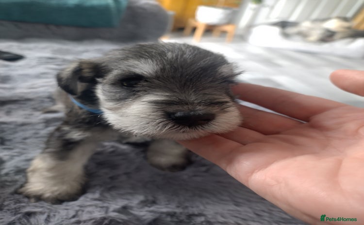 Miniature Schnauzer dogs - Advert 1