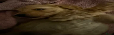 Cavapoo 3
